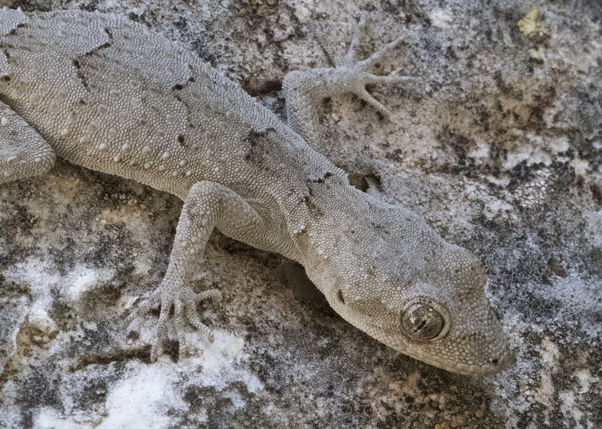 Геккон Средиземноморский Крымский