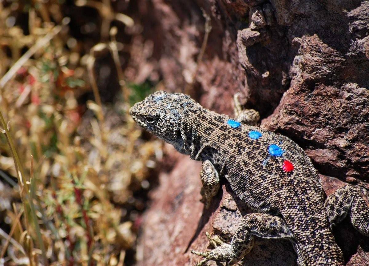Сцинковый геккон Пржевальского