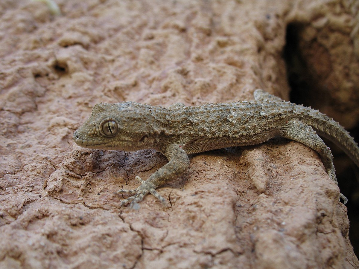 Серый геккон Cyrtopodion Russowi