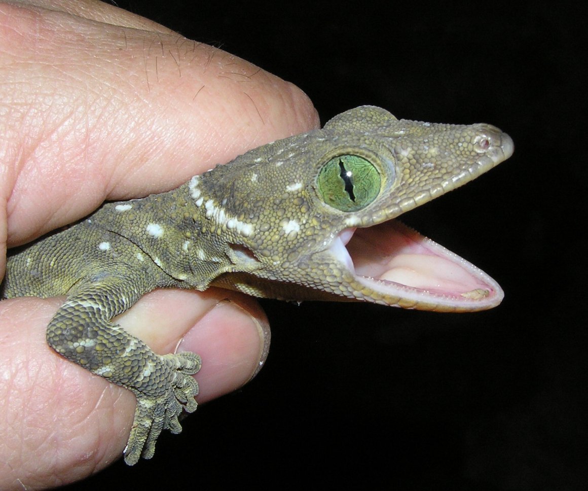 Серый голопалый геккон