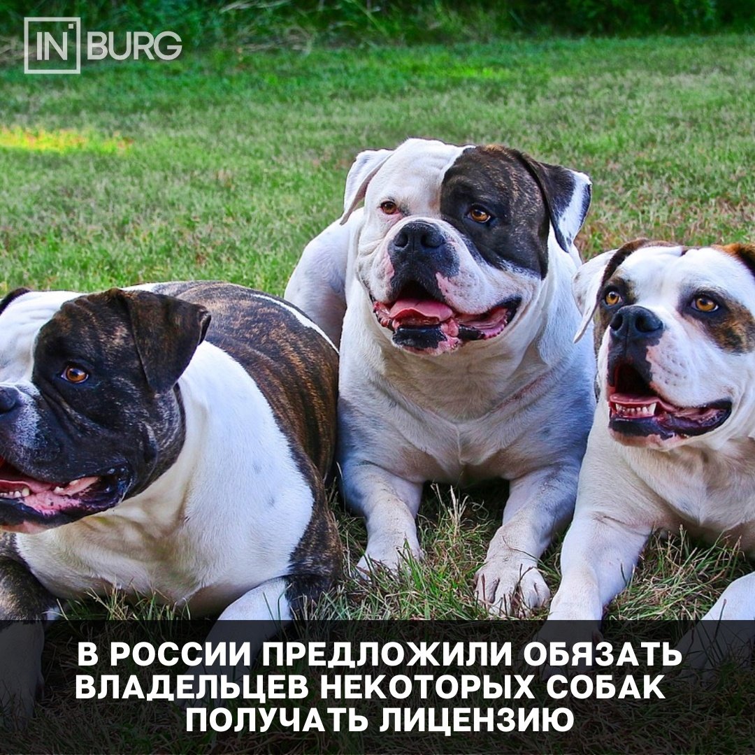 Опасные породы собак