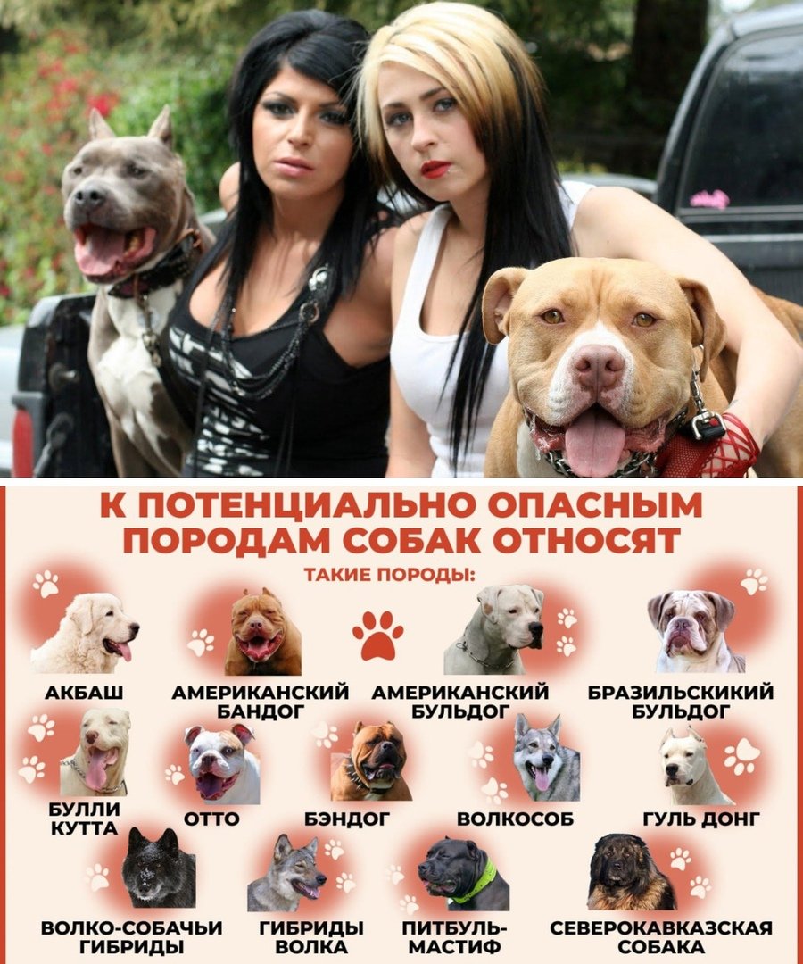 Лицензия на собаку в России