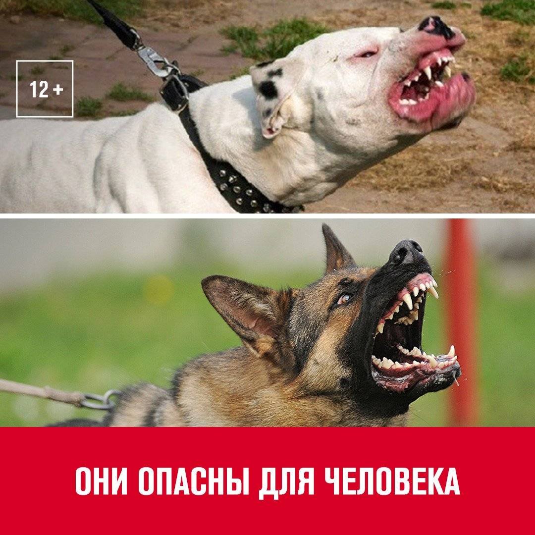 Потенциально опасные породы собак