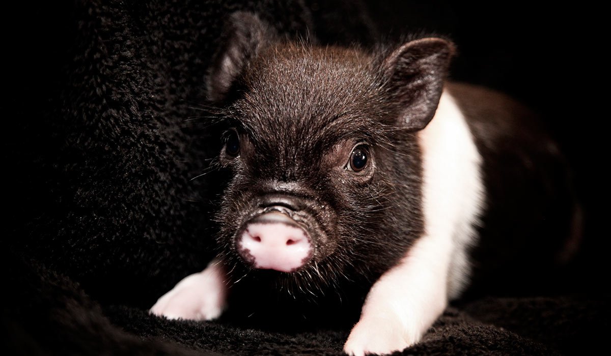 Минипиг черный