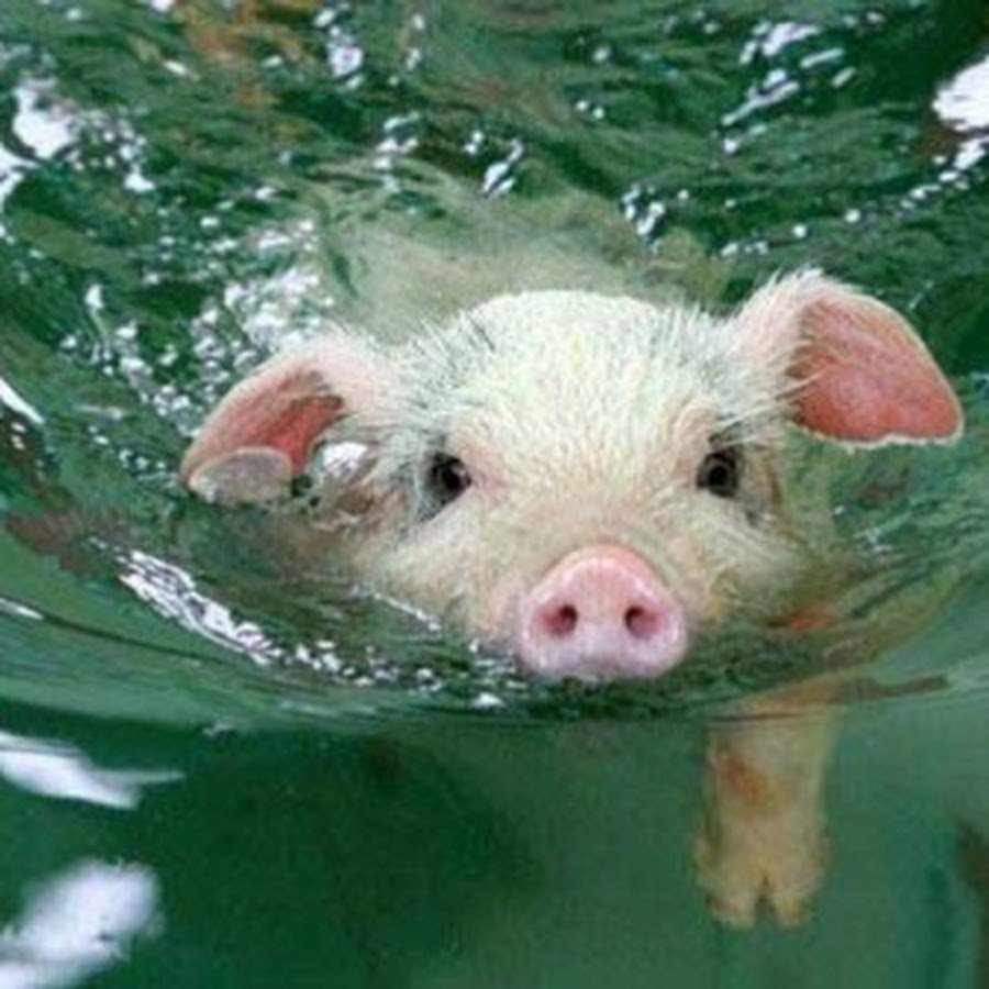 Поросенок плывет