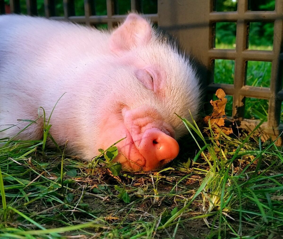 Мини Пиги мини майялино