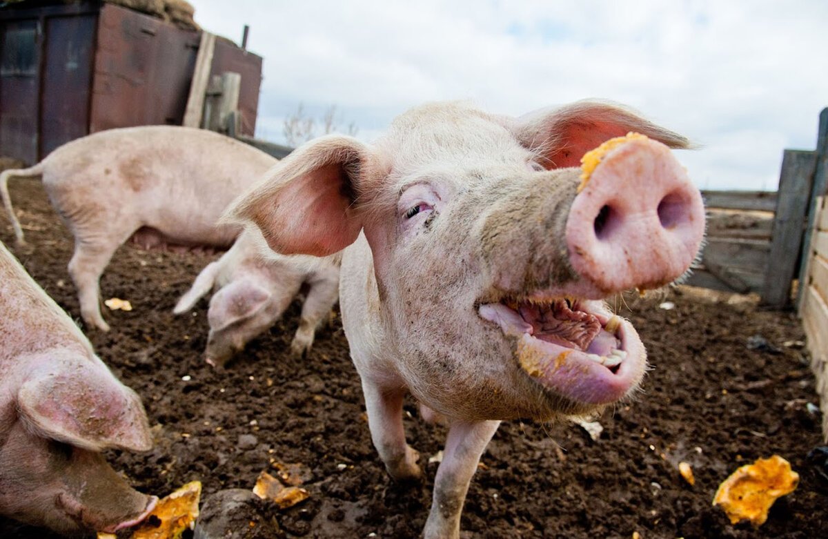 Свиньи на ферме