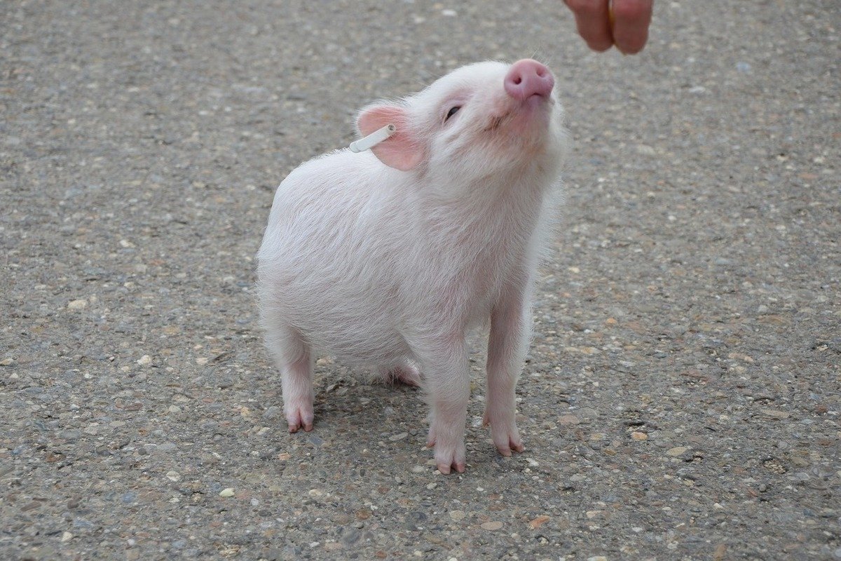 Свиньи самые чистоплотные