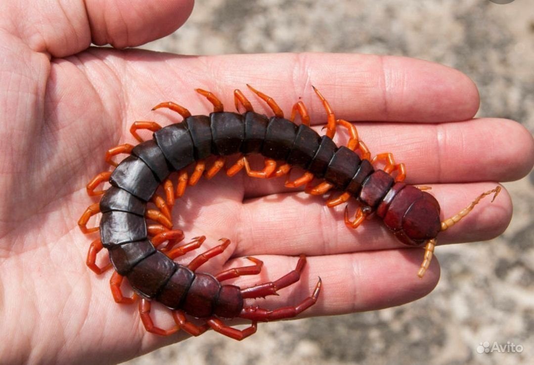 Сколопендра Крымская ядовитая