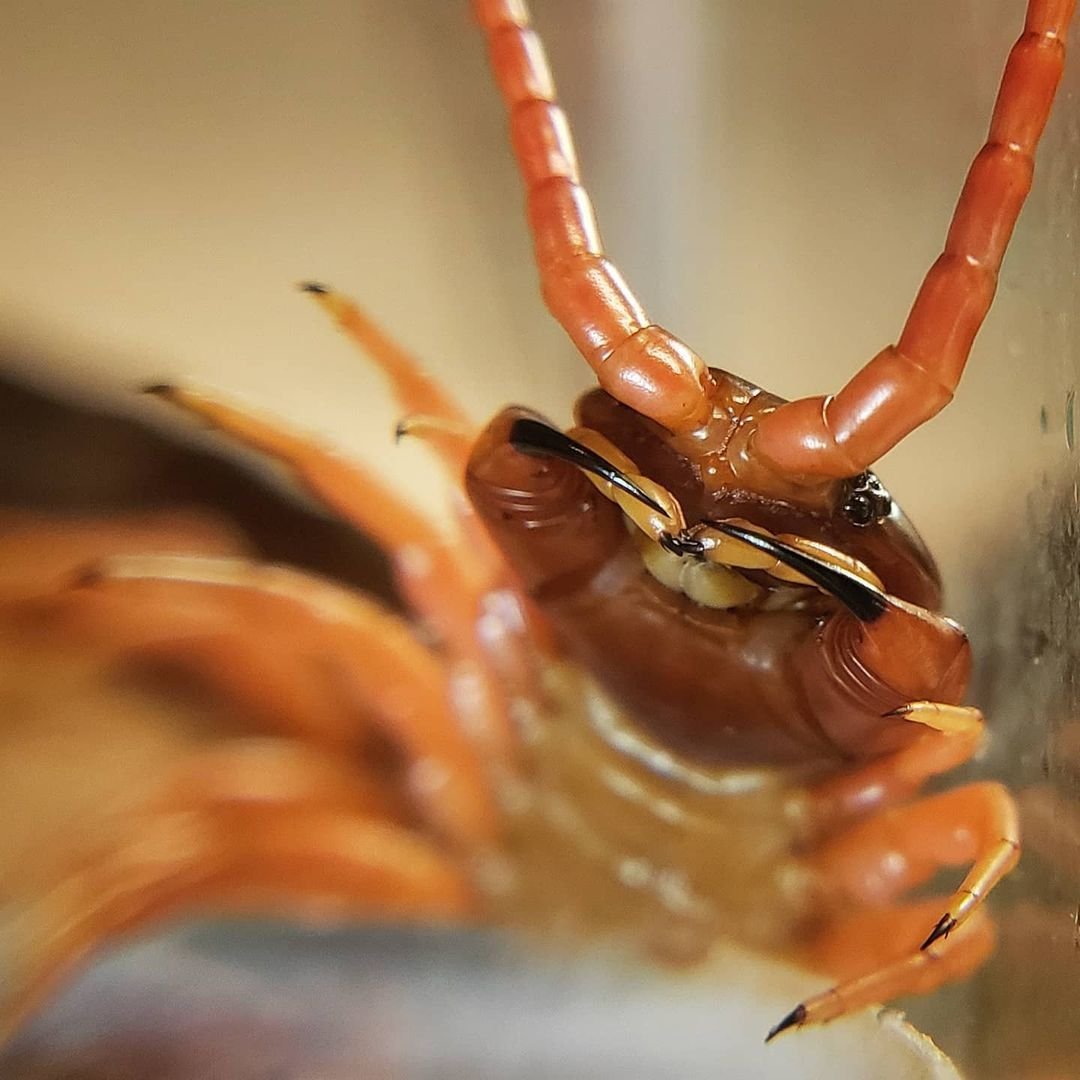 Ногочелюсти сколопендры