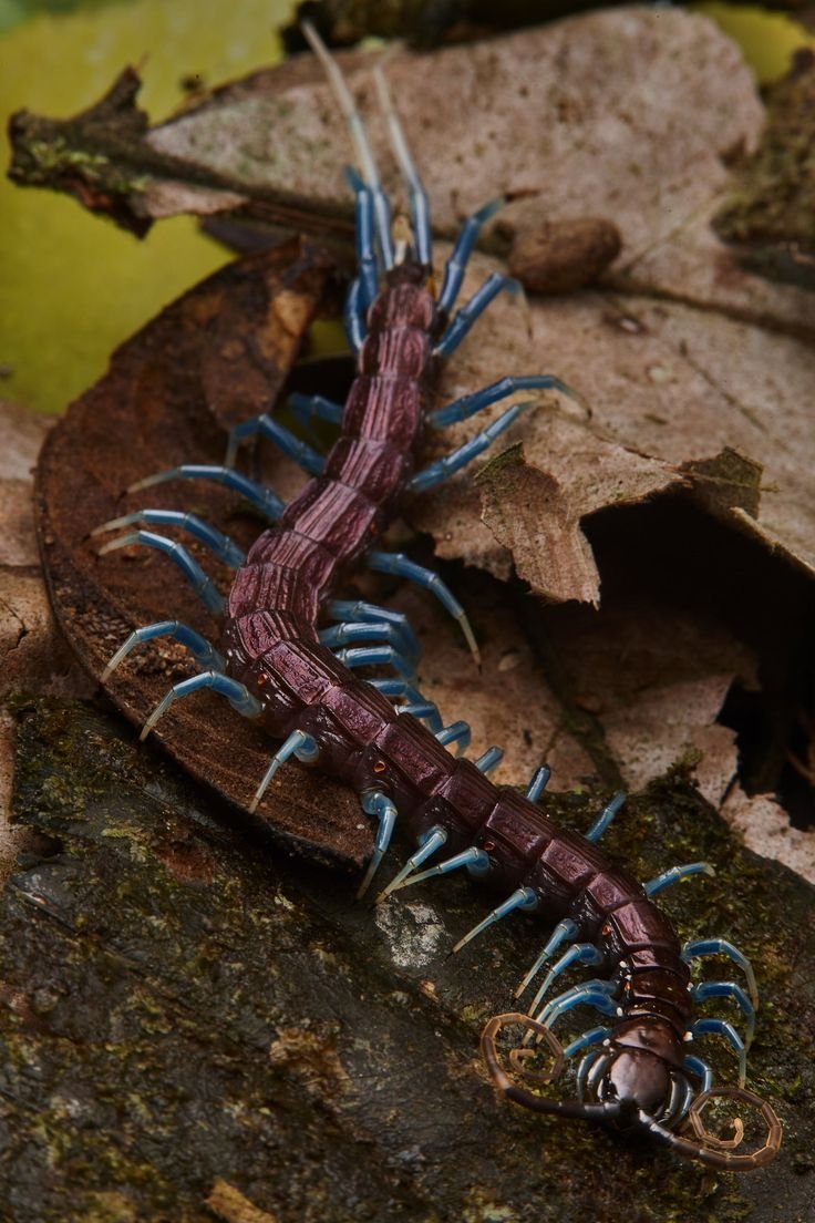 Хищные многоножки