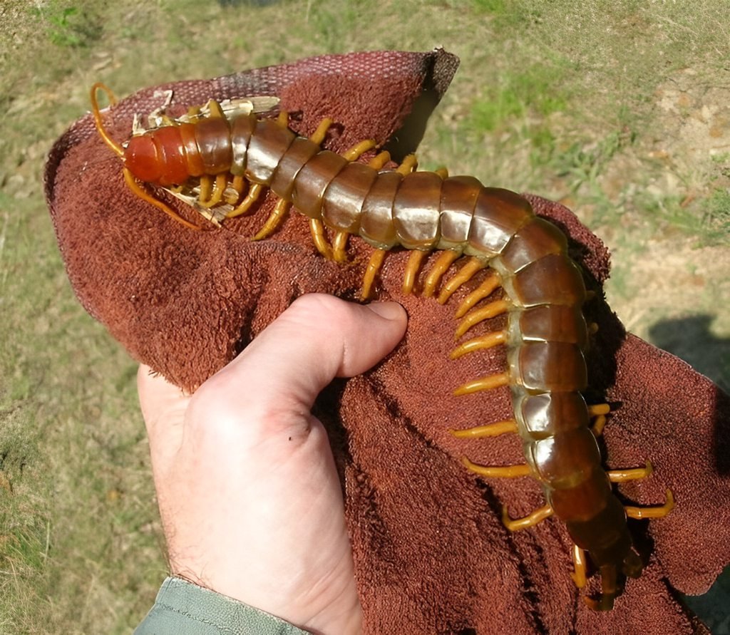 Сороконожка сколопендра гигантская