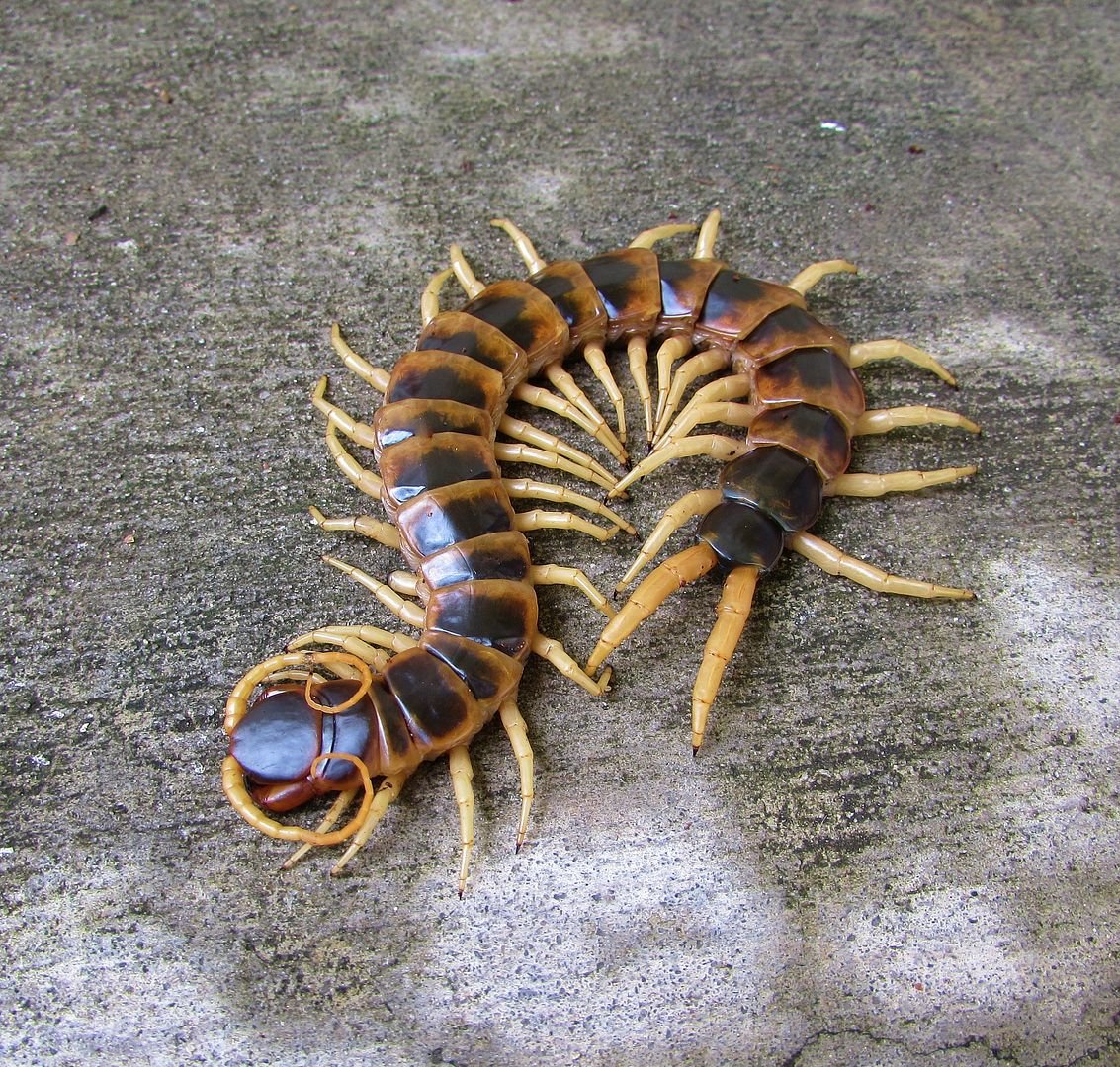 Калифорнийская сколопендра