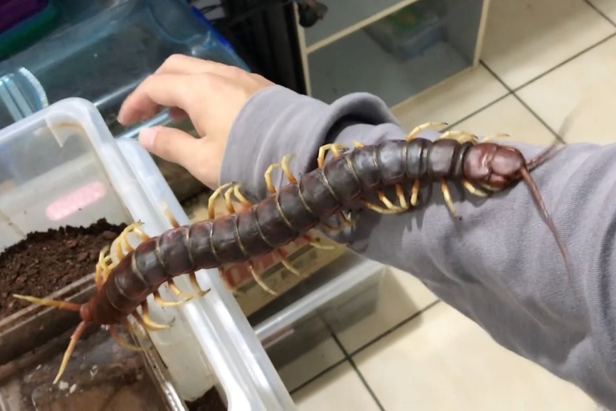 Крымская кольчатая сколопендра