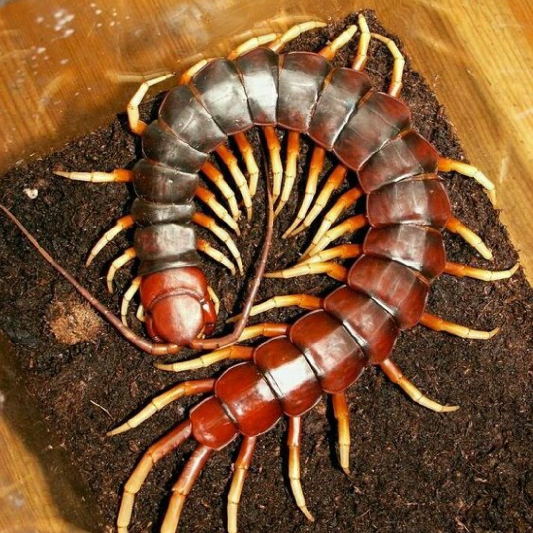 Гигантская Вьетнамская сколопендра