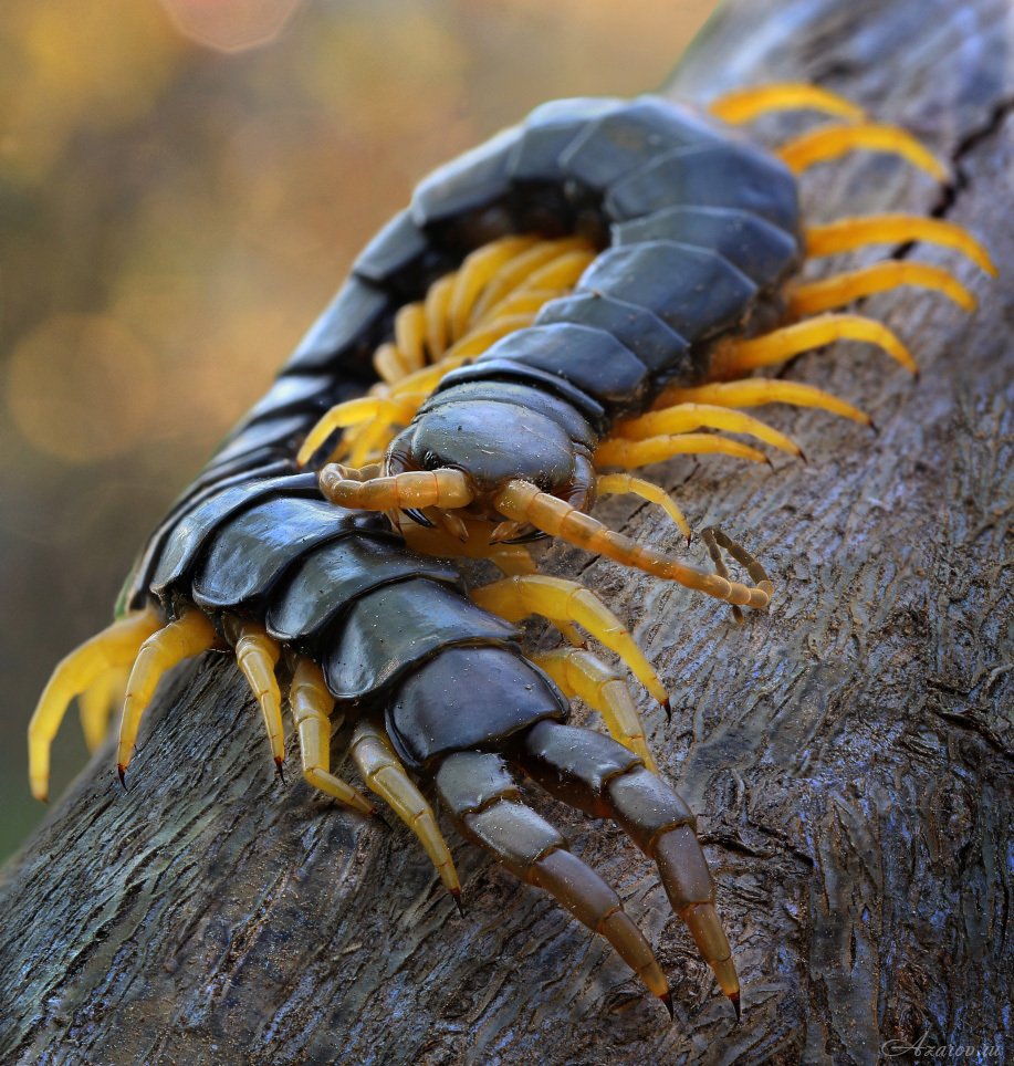 Гигантская ядовитая сколопендра
