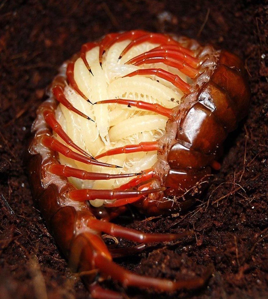 Сколопендры губоногие