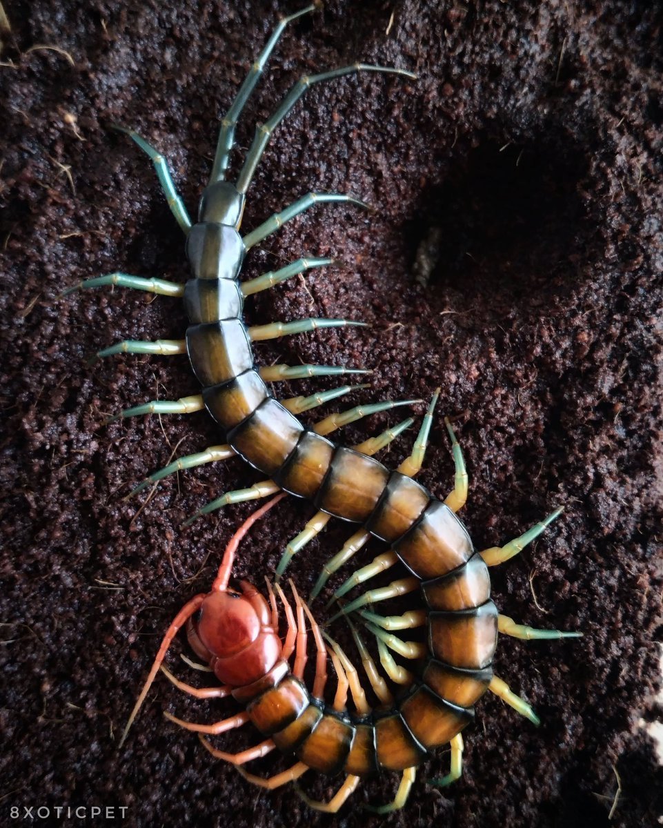 Сколопендра subspinipes