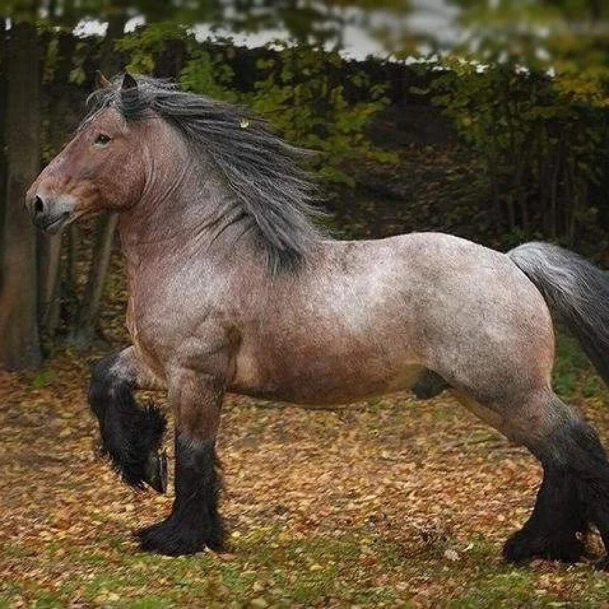 Бельгийский брабансон лошадь