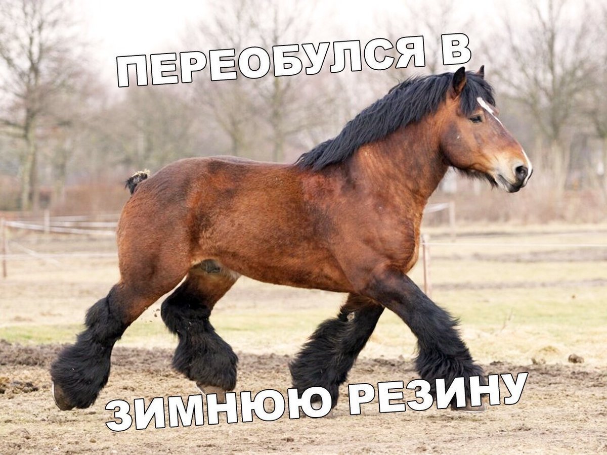 Лошадь тяжеловоз брабансон