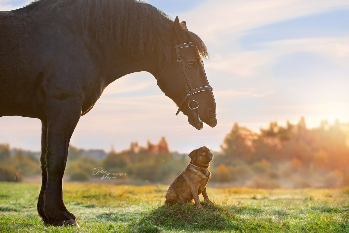 Брабансон лошадь и собака