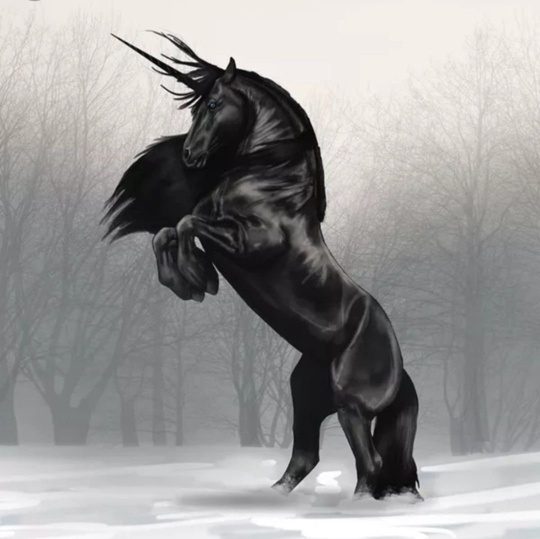 Мустанг лошадь черный