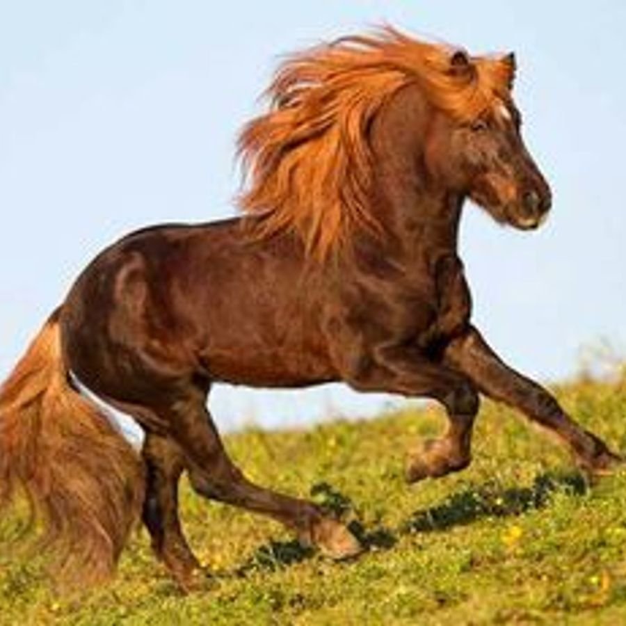 Брабансон порода лошадей