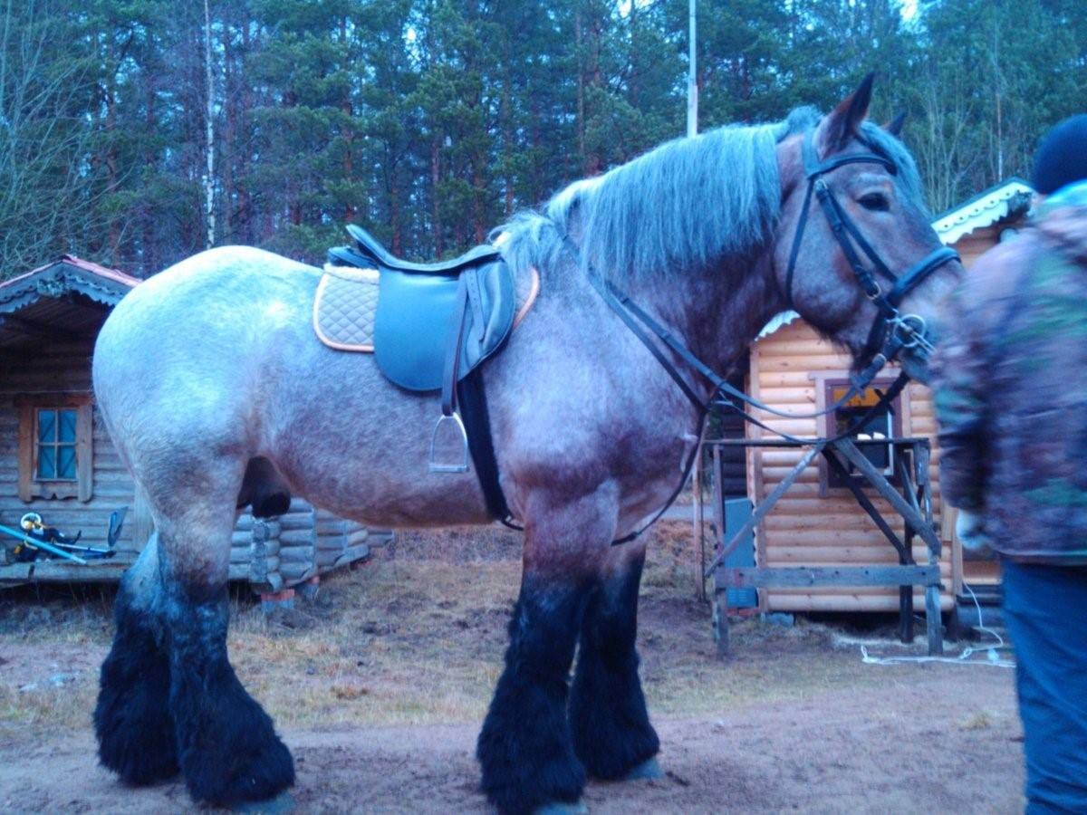 Брабансон порода лошадей