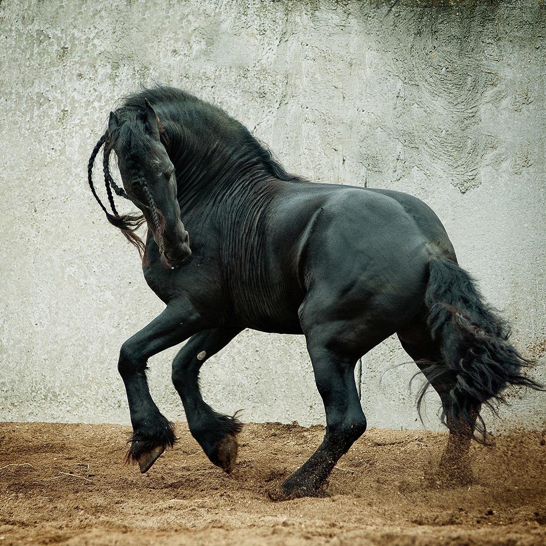 Фризская лошадь тяжеловоз