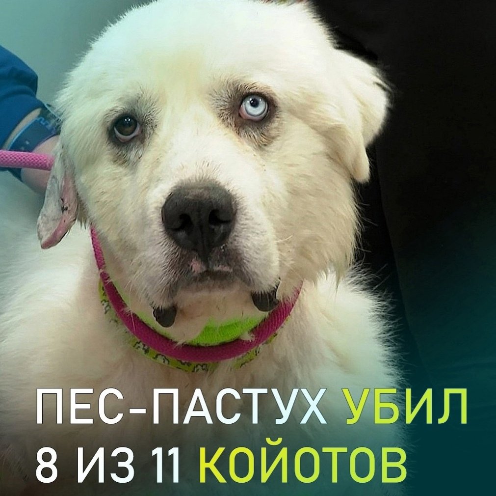 Шокированная собака