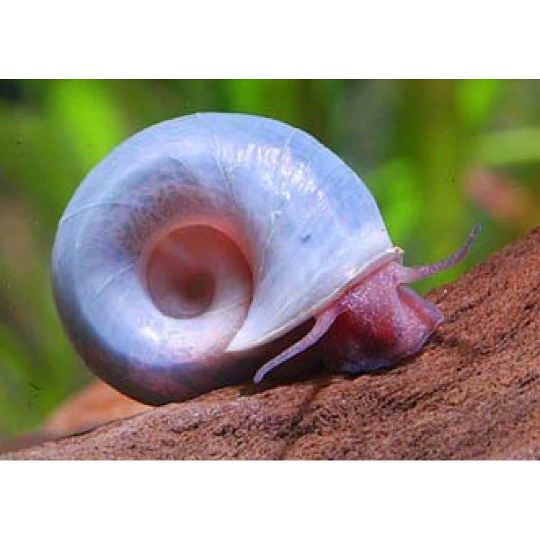Роговая катушка – Planorbis corneus