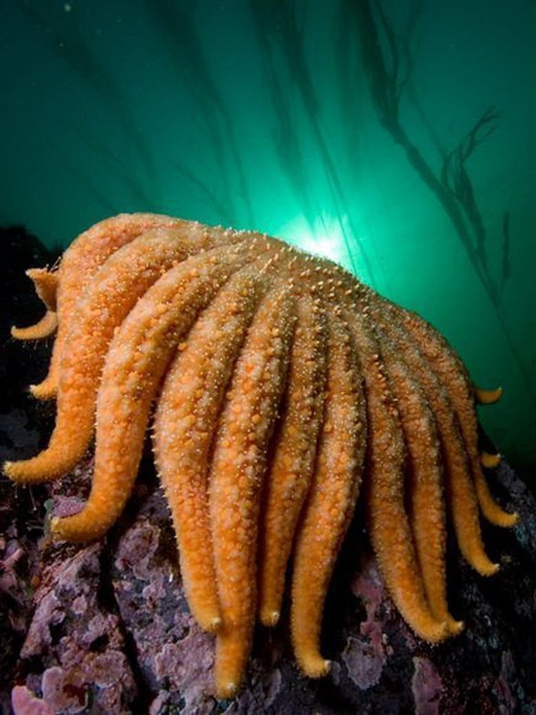 Pycnopodia helianthoides