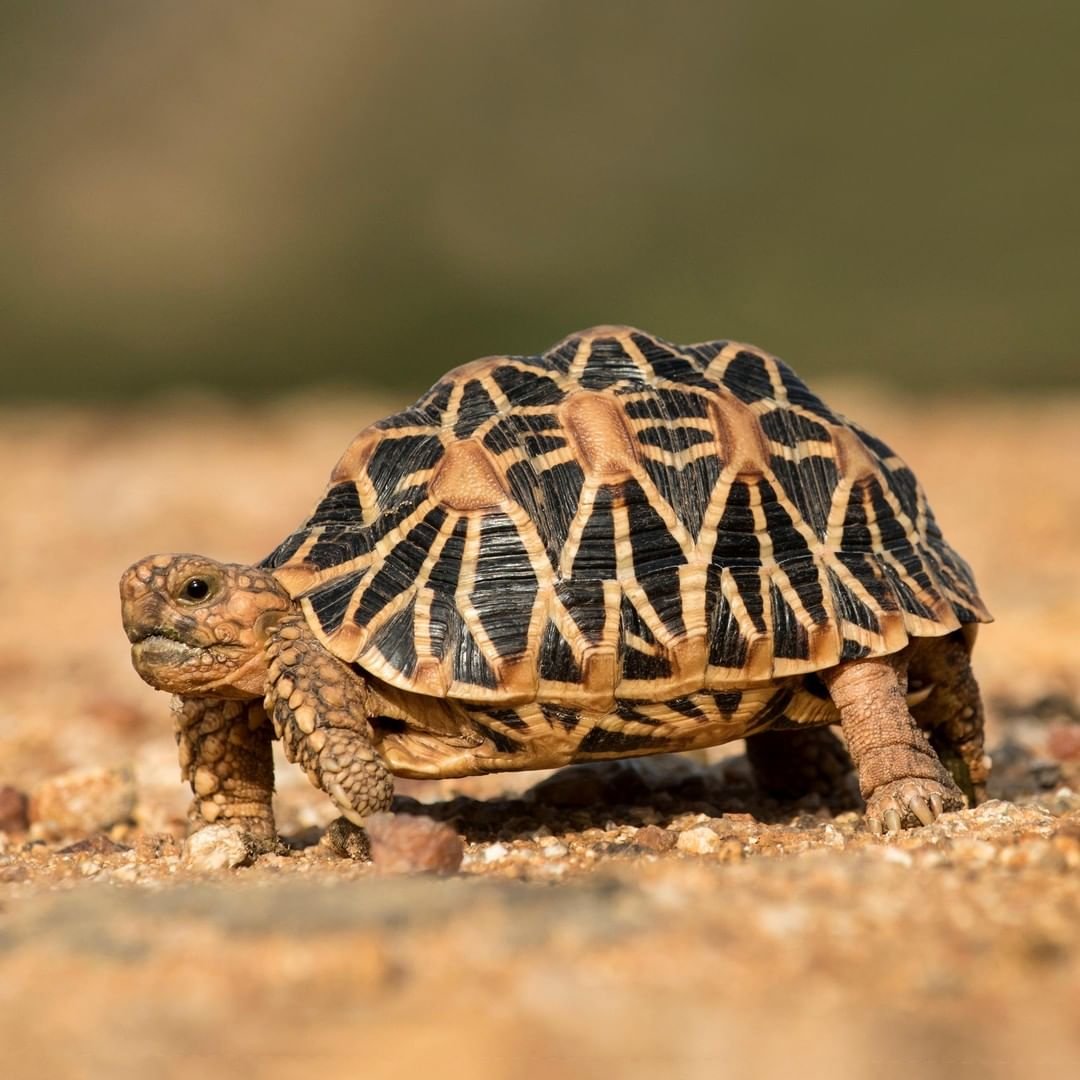 Лучистая черепаха Astrochelys Radiata