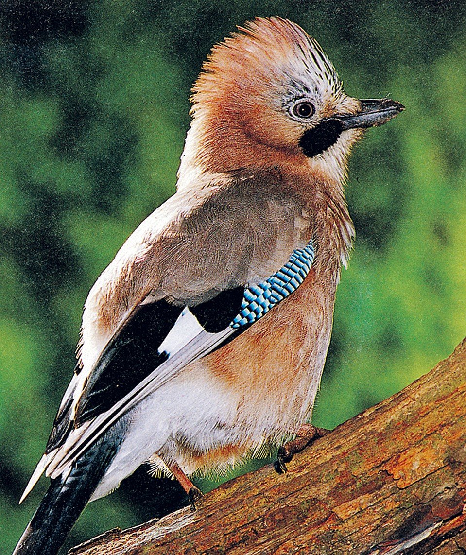 Сойка хохлатая птица