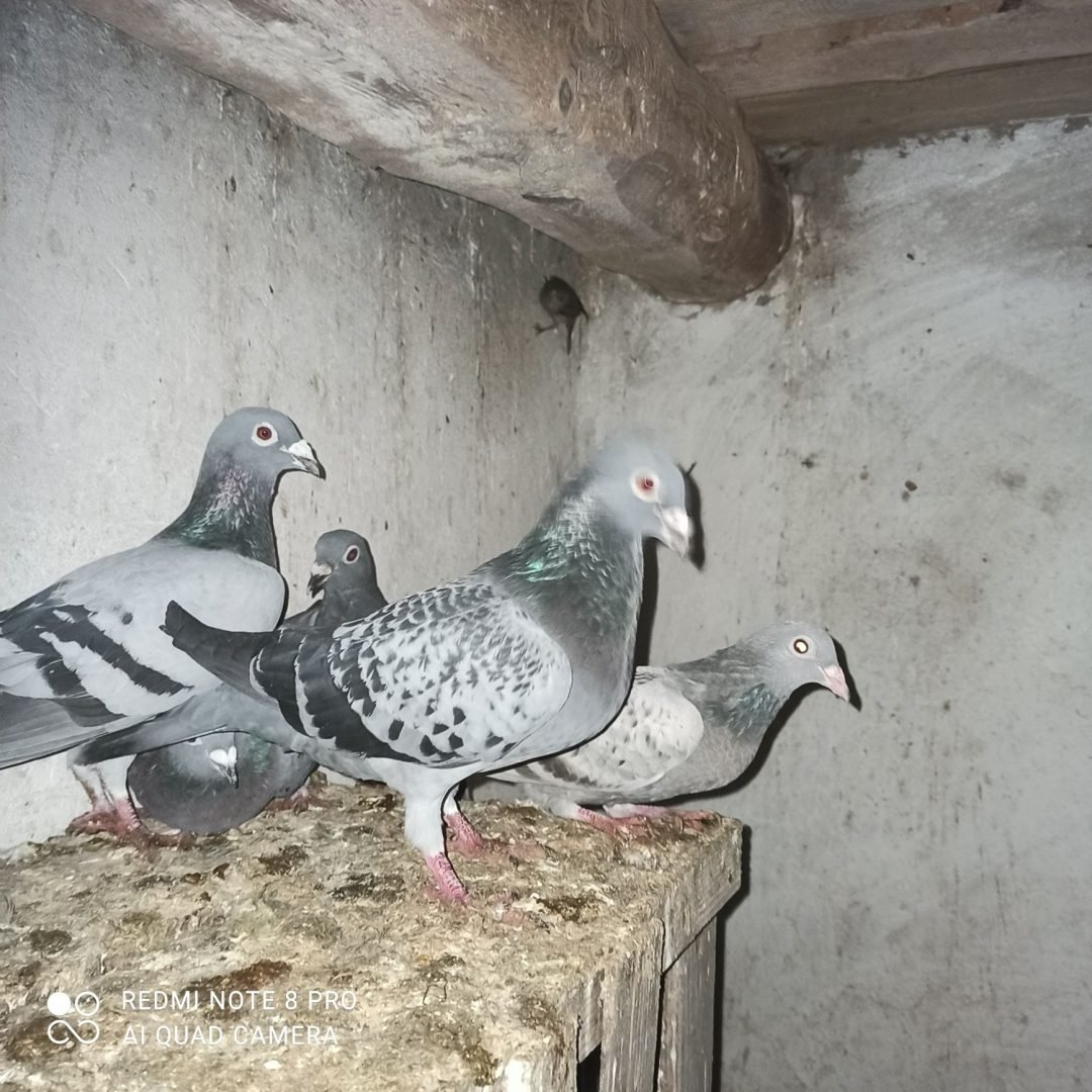 Польская Рысь голуби