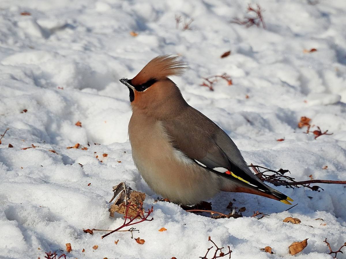 Свиристель самец