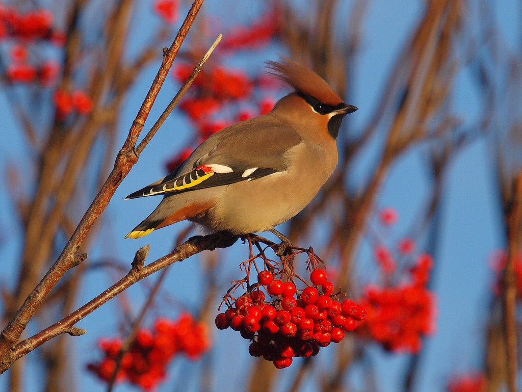 Свиристель обыкновенная птица