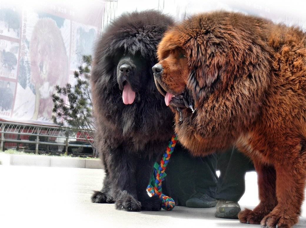 Королевский тибетский мастиф