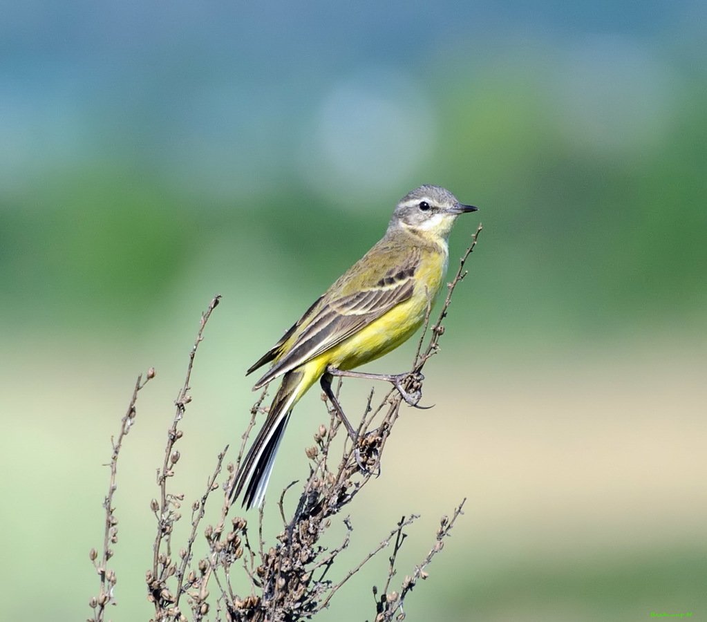 Синица и трясогузка