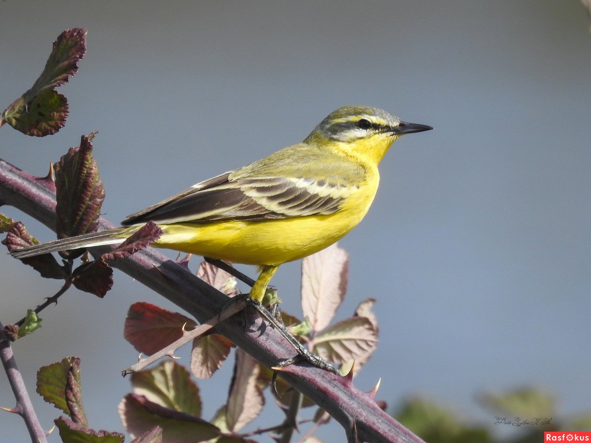 Желтая трясогузка питание