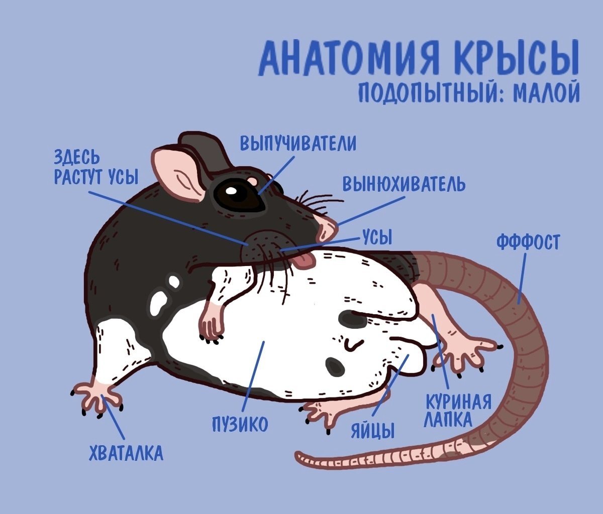Строение тела крысы