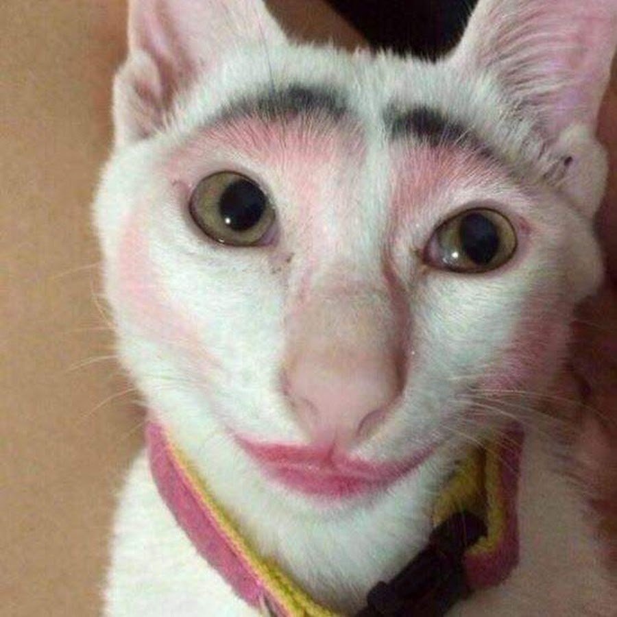 Кот с бровями