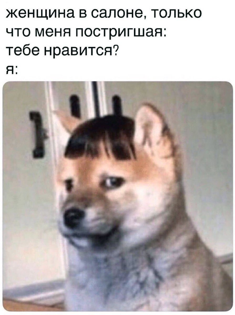 Смешная собака с челкой