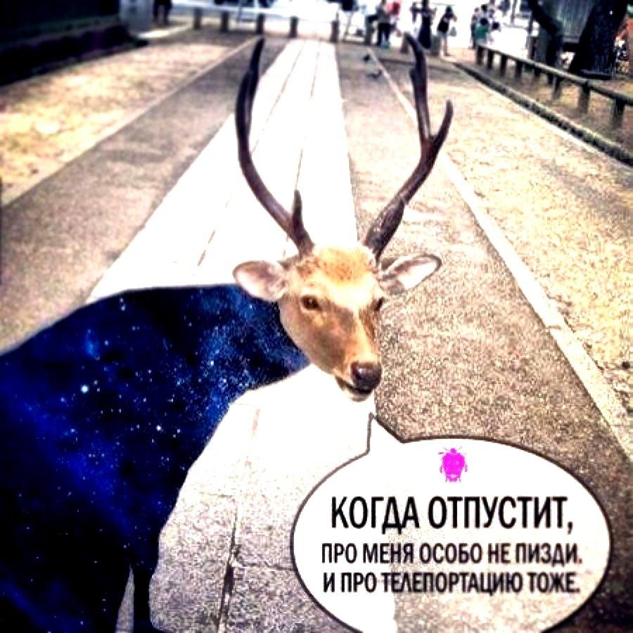 Олень прикол
