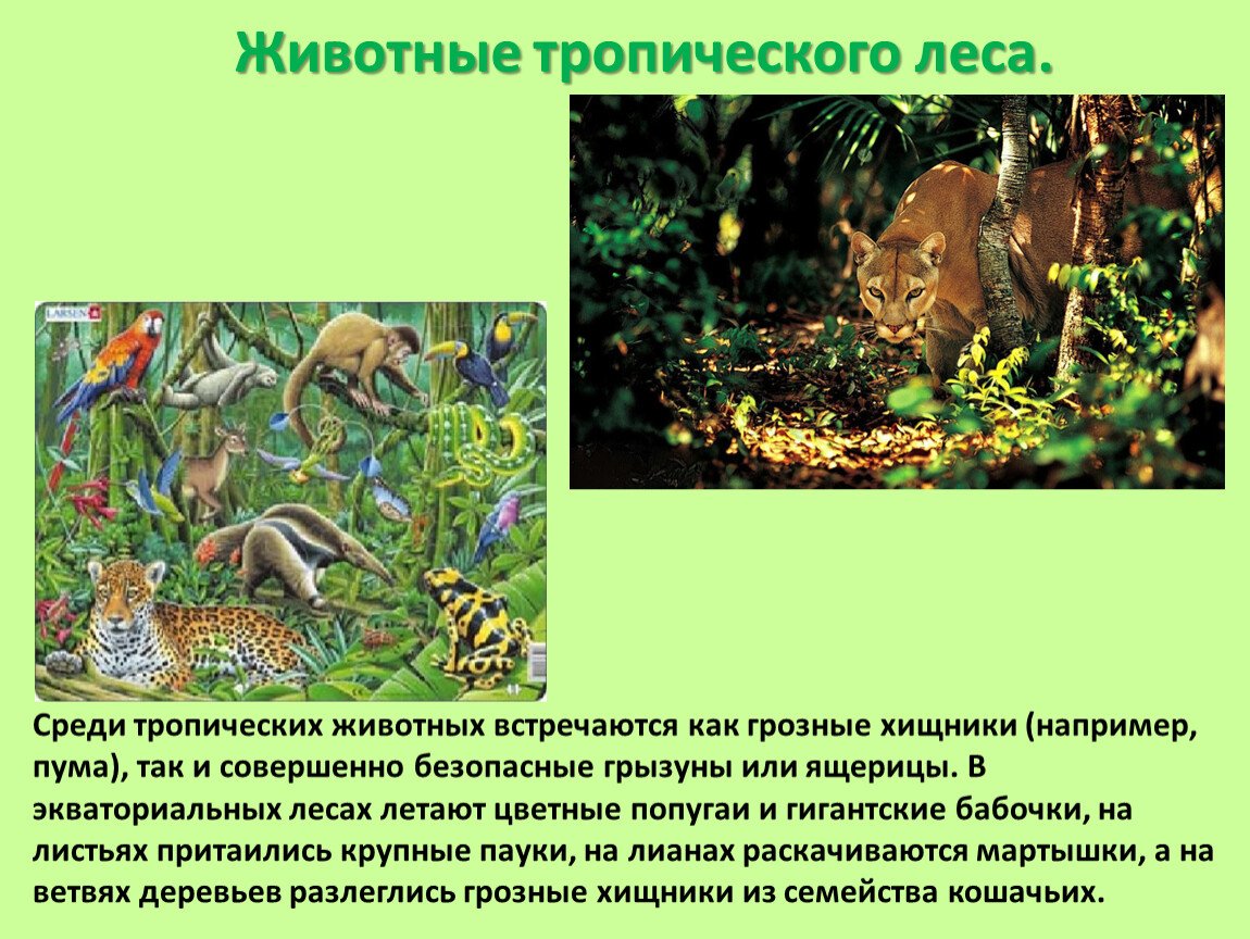 Тропический лес животные