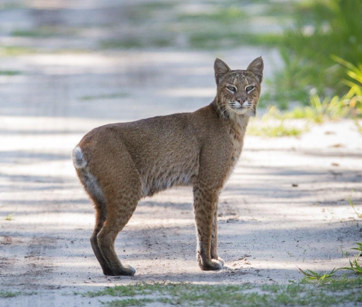 Bobcat порода кошек