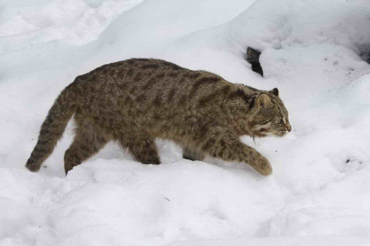 Дальневосточный Амурский кот