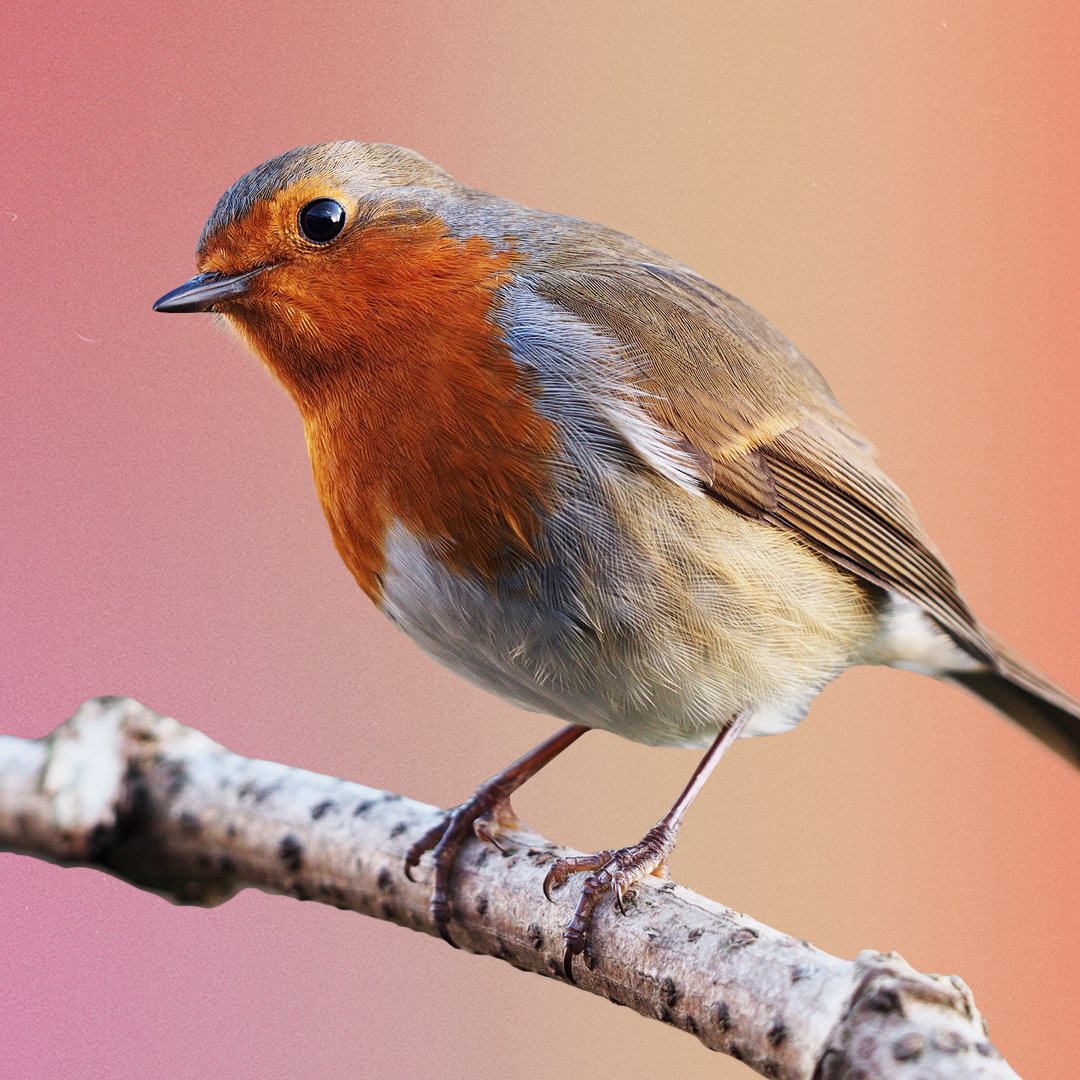 Robin Bird