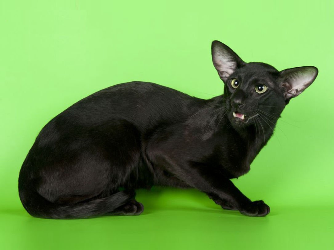 Ориентальная кошка