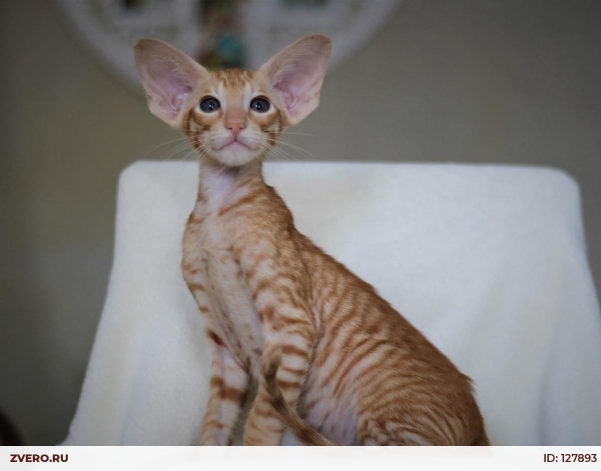 Ориентал экстрим кошка